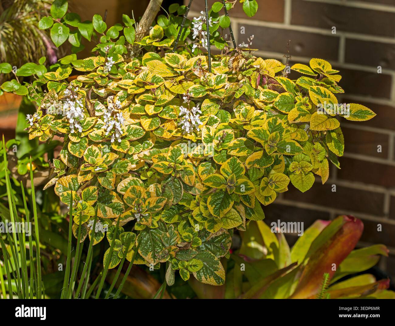 Plectranthus oertendahii 'Lime Light', pianta perenne di copertura del terreno con foglie variegate di verde vivo e oro, che cresce in cesto sospeso - Australia Foto Stock
