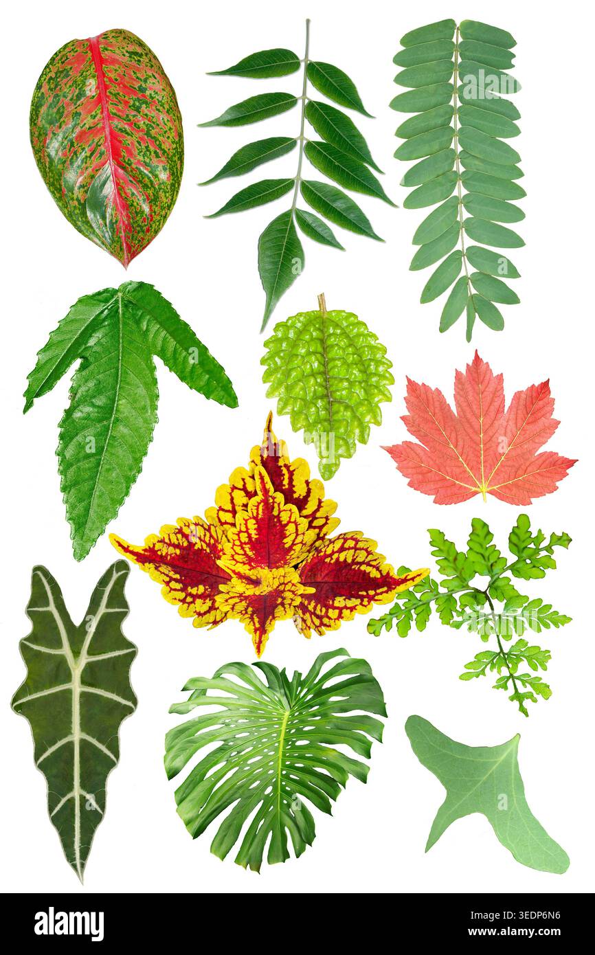 Incredibile diversità della natura, esposizione di 12 foglie diverse, di forme e colori diversi, su sfondo bianco Foto Stock