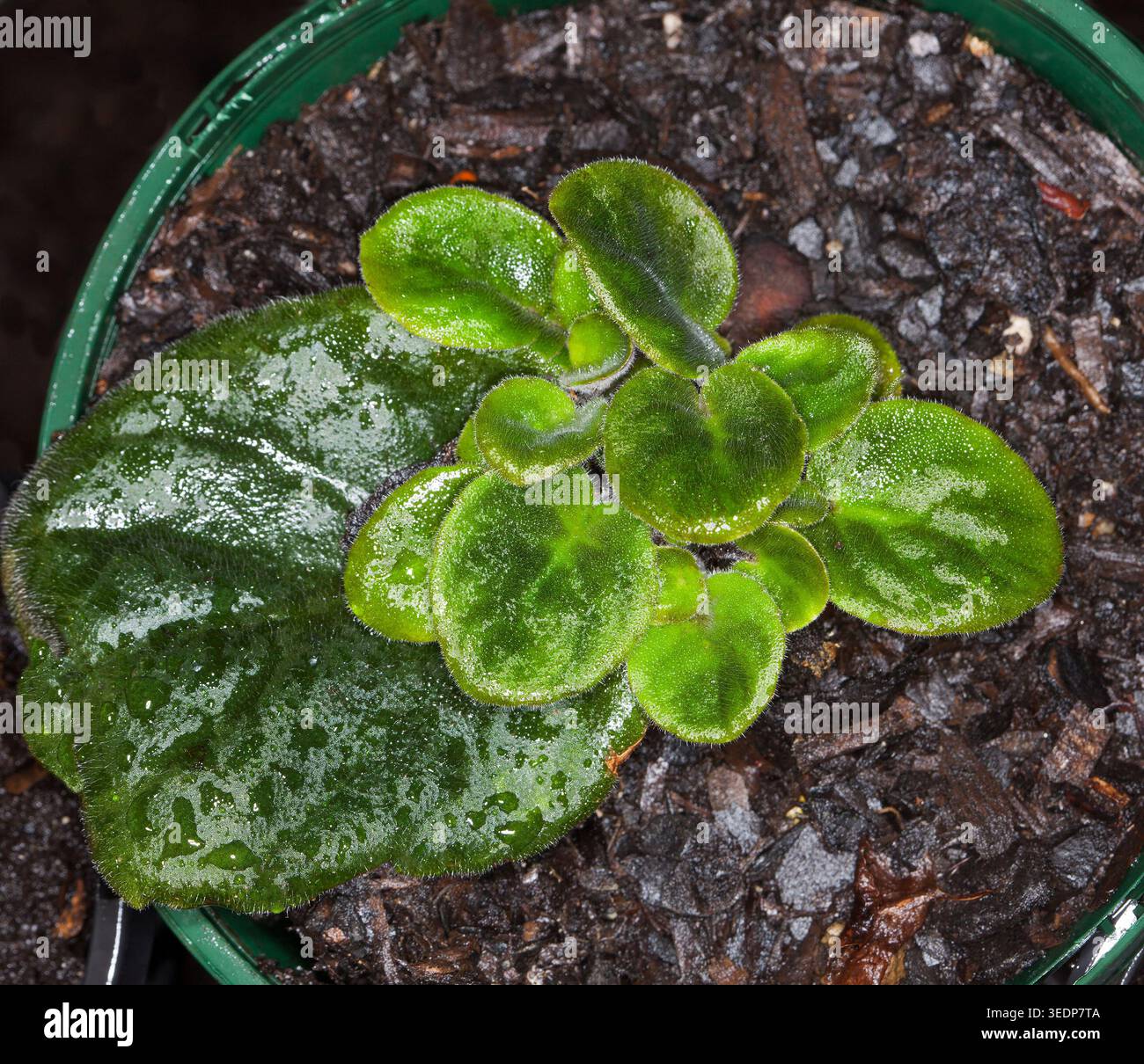 Propagazione vegetale, ammasso di piccole piante nuove con foglie verdi vivide provenienti dal taglio di foglie di violetta africana, Saintpaulia, Foto Stock