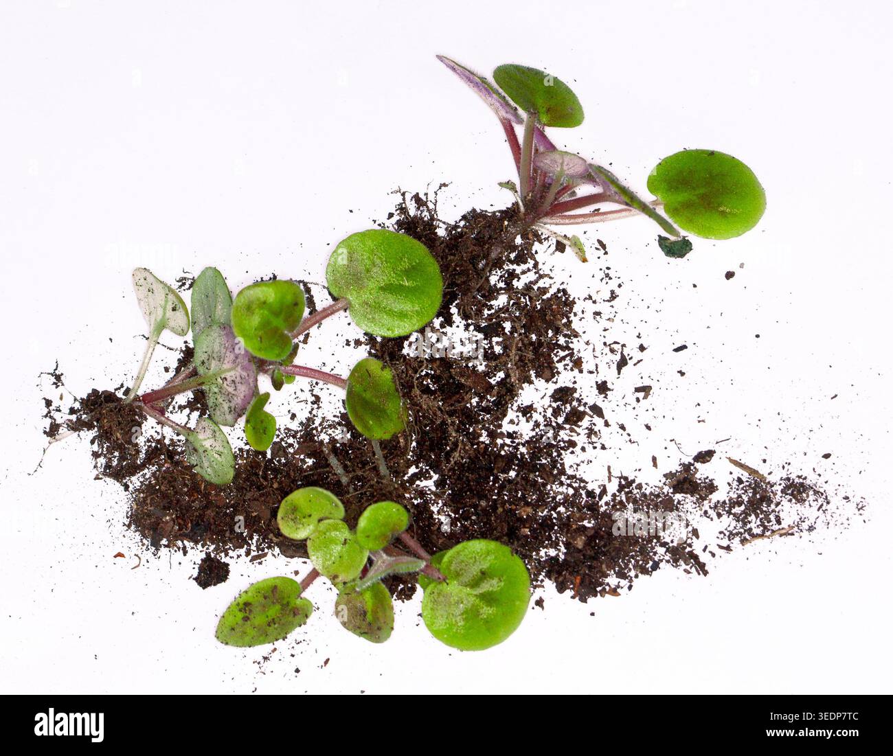 Propagazione vegetale, piccole nuove piante con ammassi di radici, coltivate dal taglio di foglie di violetta africana, Saintpaulia, su sfondo bianco Foto Stock
