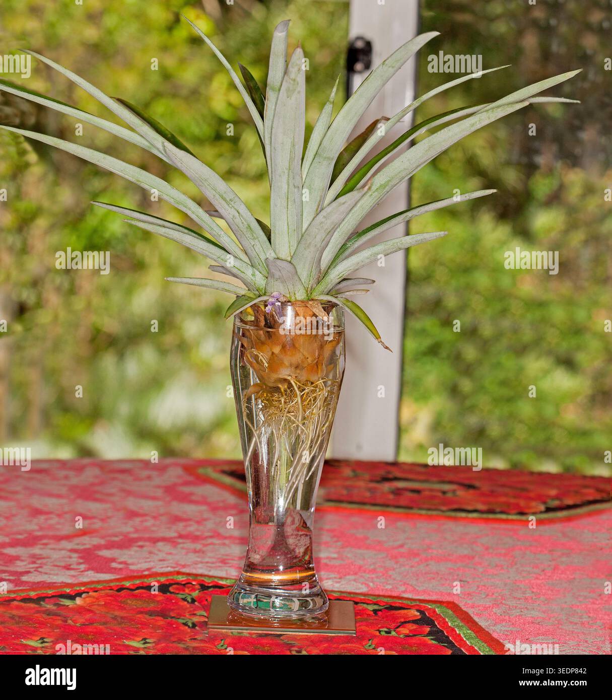 Sommità frondosa di un ananas, una bromeliade, che cresce in un bicchiere d'acqua, con lunghe radici bianche chiaramente visibili Foto Stock