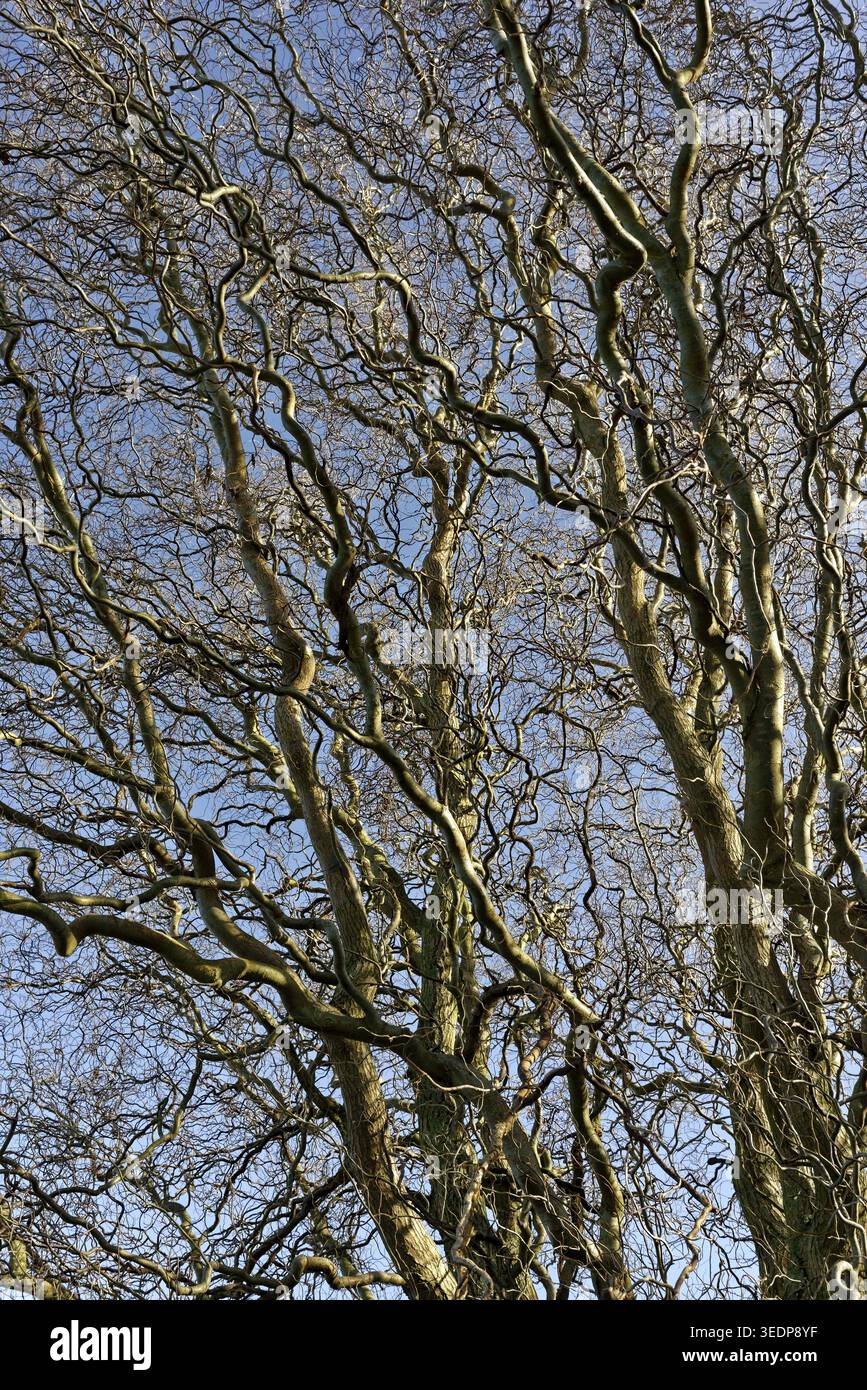 Vista sulla corona di salice cavatappi (Salix matsudana "Tortuosa"), Kempen, Renania settentrionale-Vestfalia, Germania Foto Stock