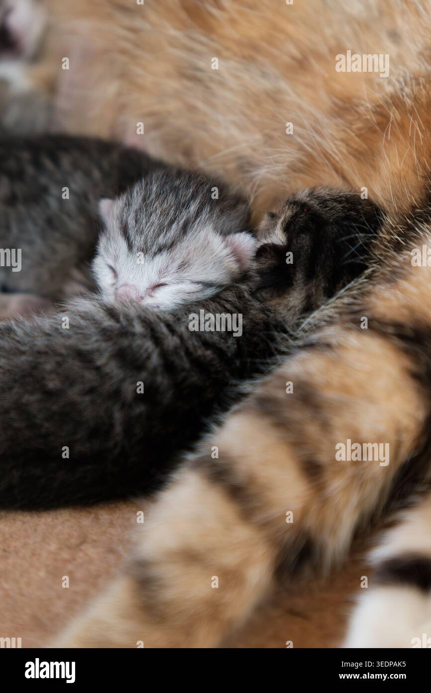 Gattino appena nato che dorme accanto al gatto madre in una luce naturale soffusa Foto Stock