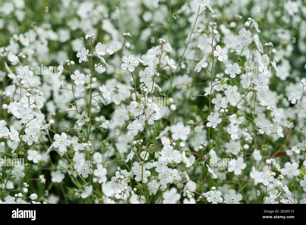 Abbondanti fiori bianchi di verdura di Venere (Omphalodes linifolia) che fioriscono in un giardino primaverile Foto Stock