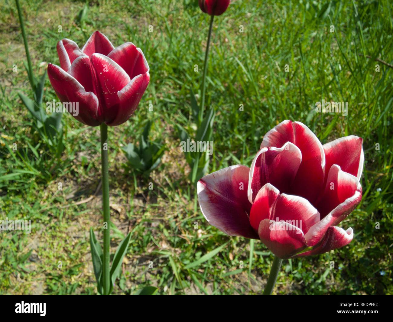 Due vivaci tulipani di Borgogna (Tulipa) con petali dai bordi bianchi che sbocciano in un giardino erboso in una soleggiata giornata primaverile. Foto Stock