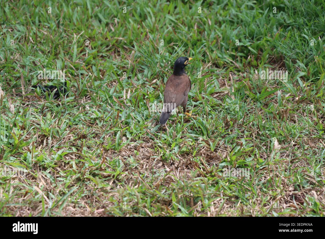 Myna comune (Acridotheres tristis) che cammina sull'erba, vista da dietro. Fotografia naturalistica. (Traducción: Un solo Miná Común caminando. Cambogia Foto Stock