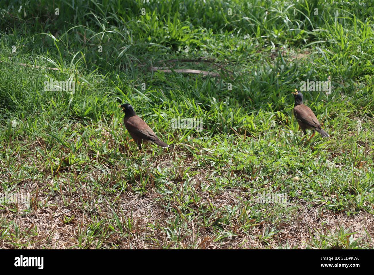 Due uccelli comuni Myna (Acridotheres tristis) che si nutrono sull'erba verde nel loro habitat naturale. (Traducción: DOS aves Miná Común buscando comida Foto Stock