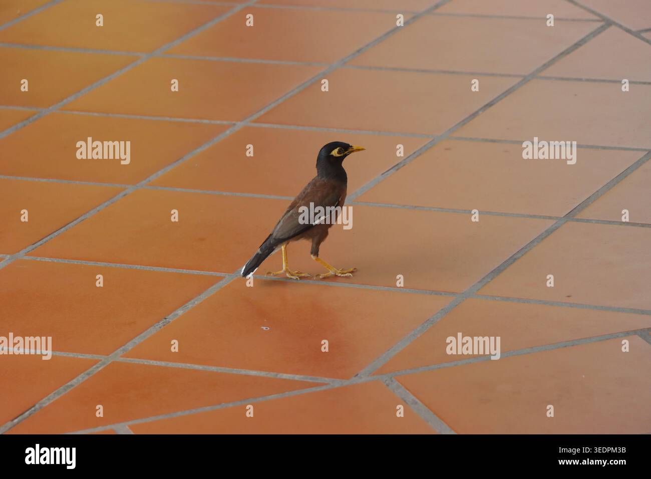 Comune Myna (Acridotheres tristis) camminando, vista da dietro. Fotografia naturalistica. Foto Stock