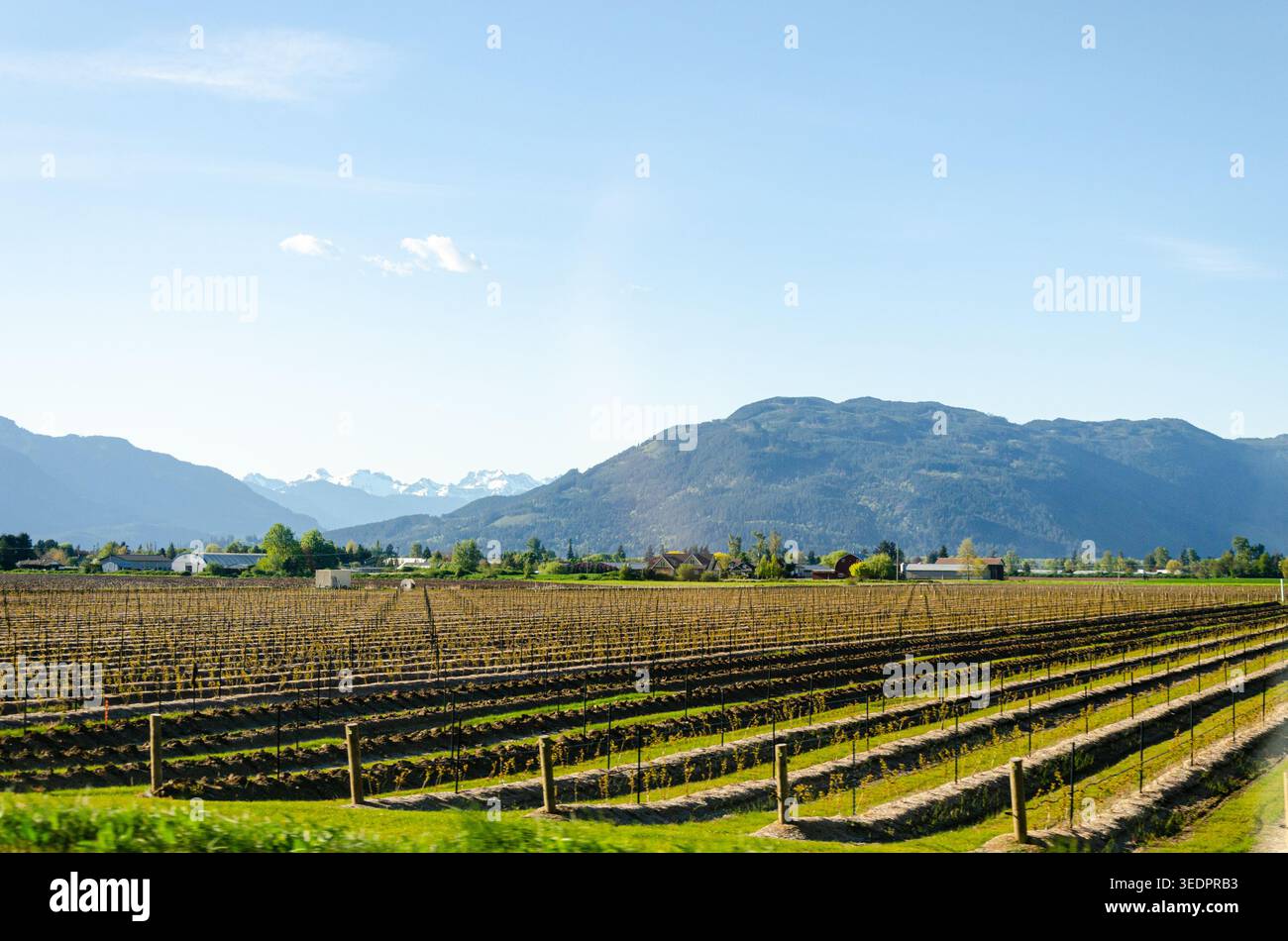 Un tranquillo paesaggio rurale nella Fraser Valley della British Columbia, con vaste fattorie di bacche, fattorie tradizionali e fi appena arato Foto Stock