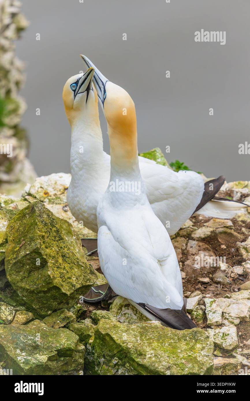 Ritratto ravvicinato di due Gannets settentrionali che attraversano becchi in un'intima dimostrazione di affetto durante la stagione riproduttiva a Bempton Cliffs. L'elegan Foto Stock