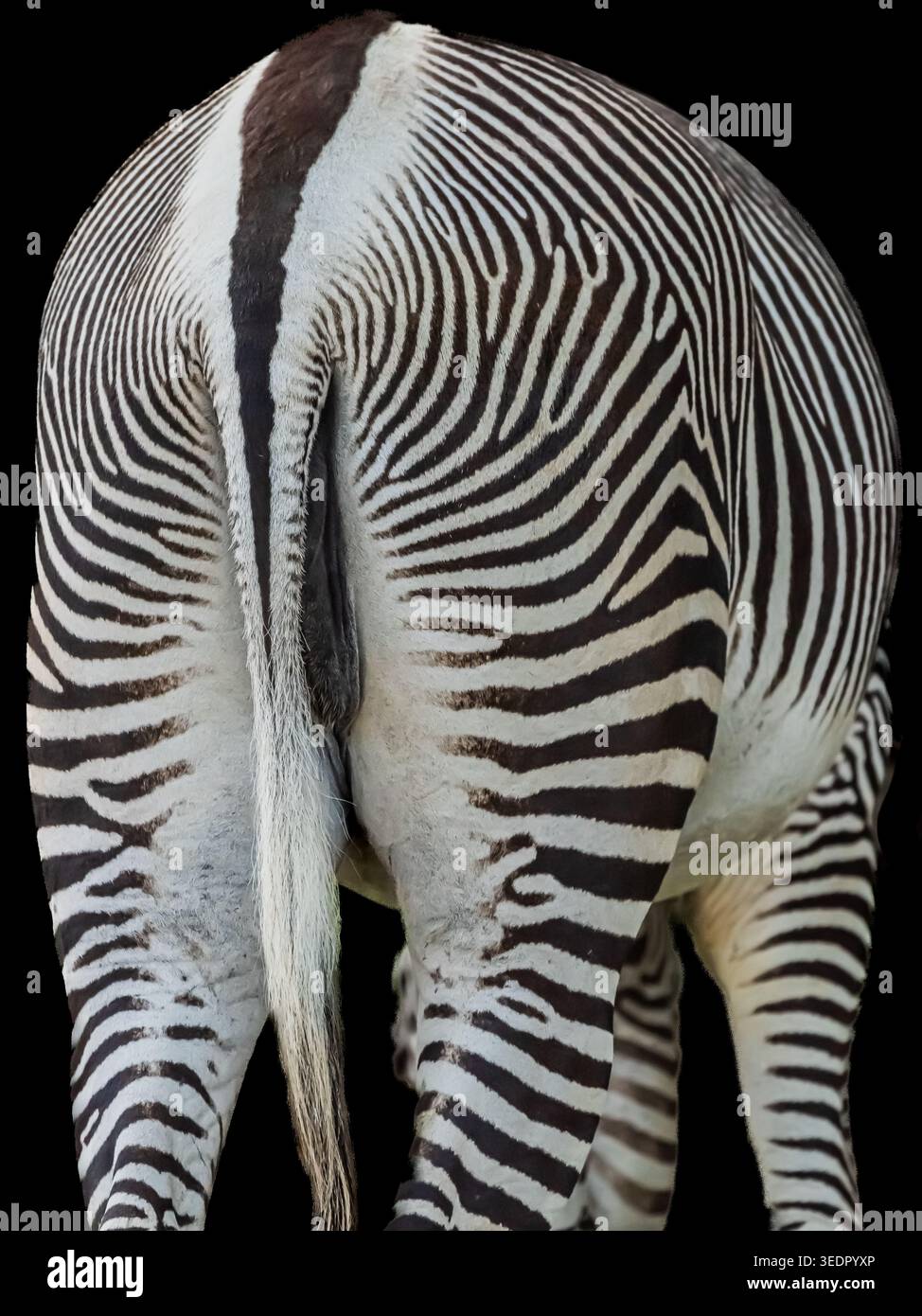 Abbiamo incontrato delle zebre Grévys durante i nostri safari. Sono di gran lunga le zebre più belle con i loro intriganti motivi stretti. Foto Stock