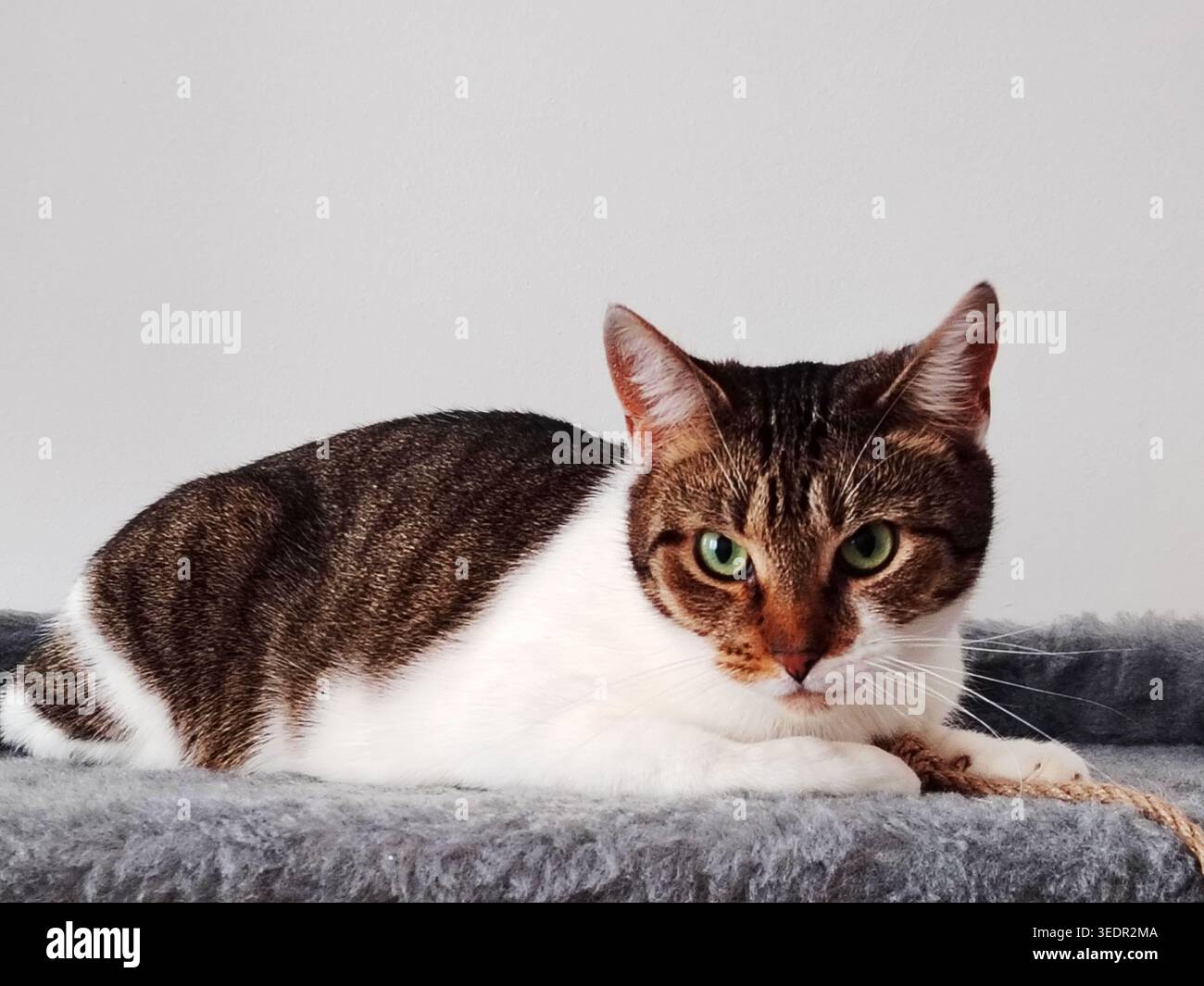 Bel gatto dagli occhi verdi che riposa. Foto Stock