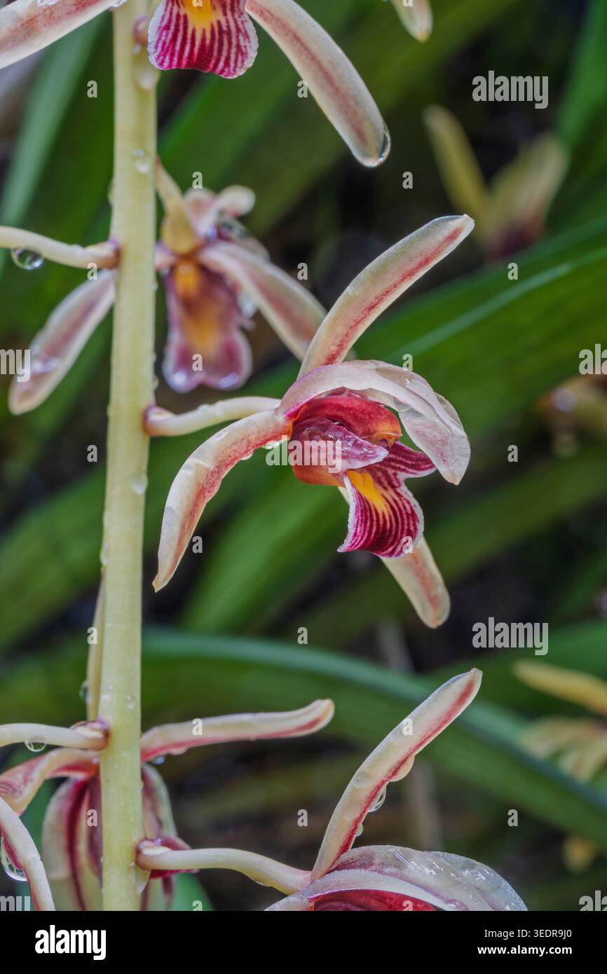 Vista ravvicinata del colorato fiore delle specie di orchidee epifitiche tropicali cymbidium aloifolium, noto anche come cymbidium dalle foglie di aloe che fiorisce all'aperto dopo la pioggia Foto Stock