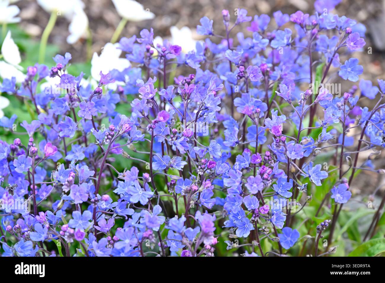 Fiori primaverili azzurri di Navelwort o Omphalodes cappadocica Cherry Ingram UK Garden maggio Foto Stock