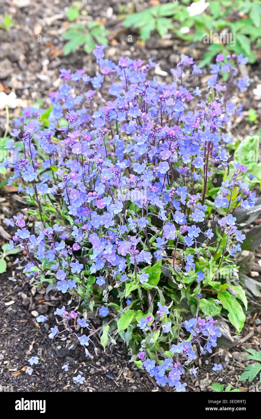 Fiori primaverili azzurri di Navelwort o Omphalodes cappadocica Cherry Ingram UK Garden maggio Foto Stock