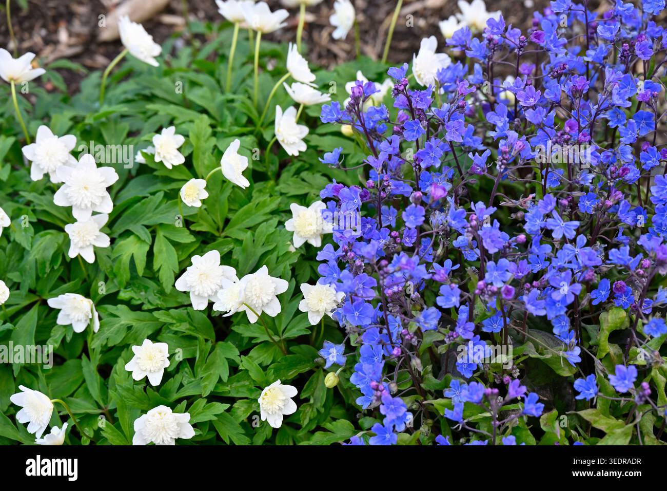 Fiori primaverili azzurri di Navelwort o Omphalodes cappadocica Cherry Ingram e anemone bianco a doppio legno, Anemone nemorosa Vestal UK Garden April Foto Stock