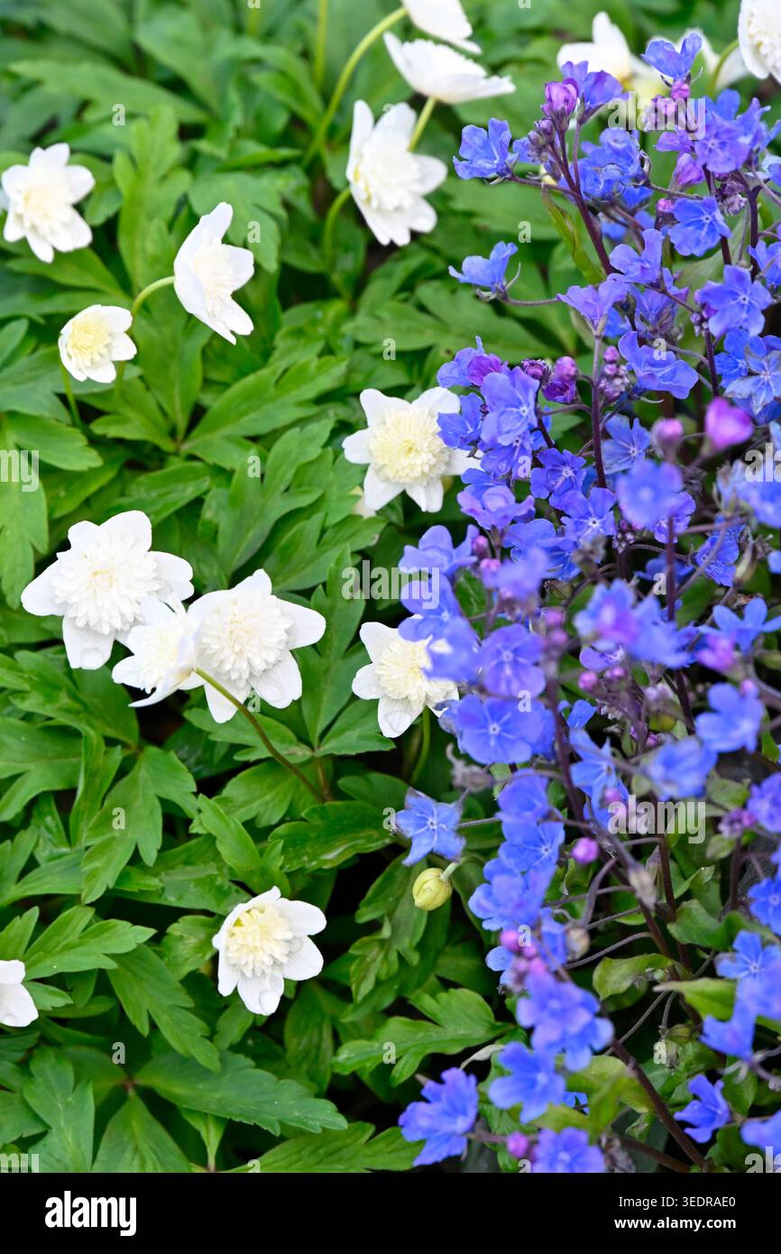 Fiori primaverili azzurri di Navelwort o Omphalodes cappadocica Cherry Ingram e anemone bianco a doppio legno, Anemone nemorosa Vestal UK Garden April Foto Stock