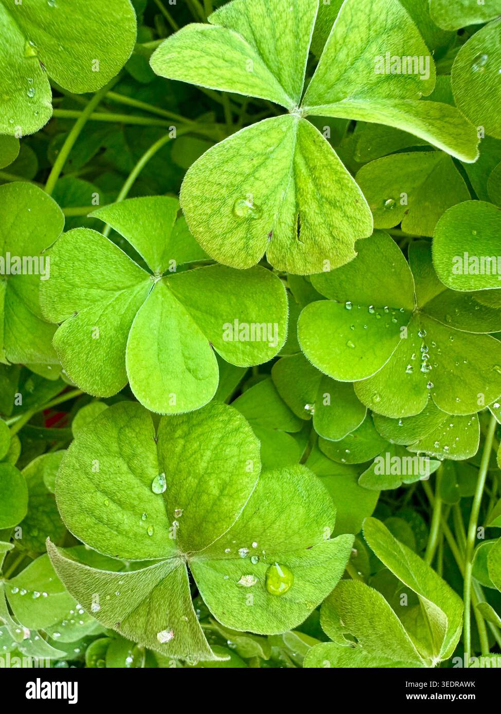 Foglie di trifoglio verde con gocce d'acqua primo piano di fondo, shamrock fortunato per il giorno di San Patrizio Foto Stock