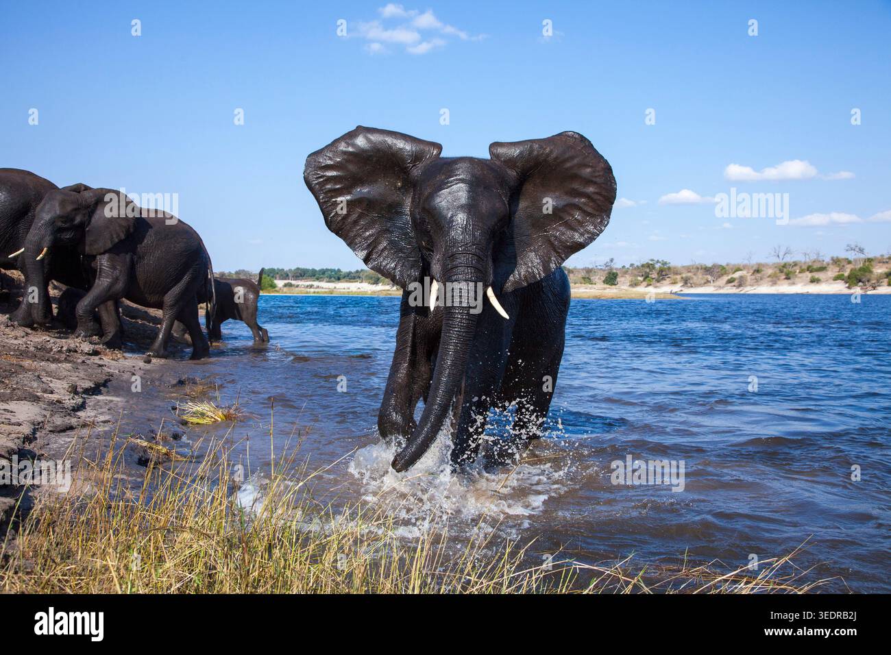 Elefante carica, Botswana Foto Stock