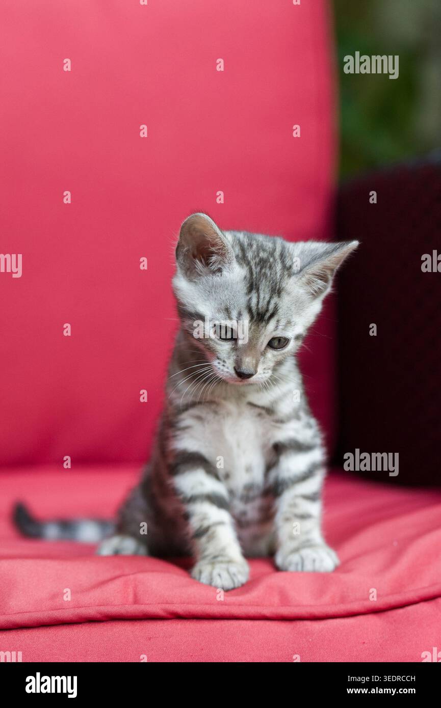Gattino del Bengala seduto sulla poltrona del giardino Foto Stock