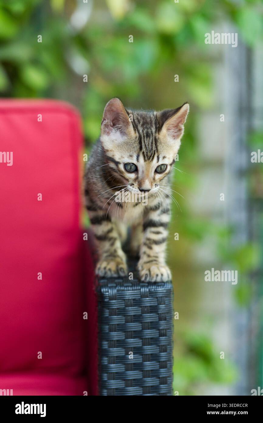 Gattino del Bengala sulla terrazza Foto Stock