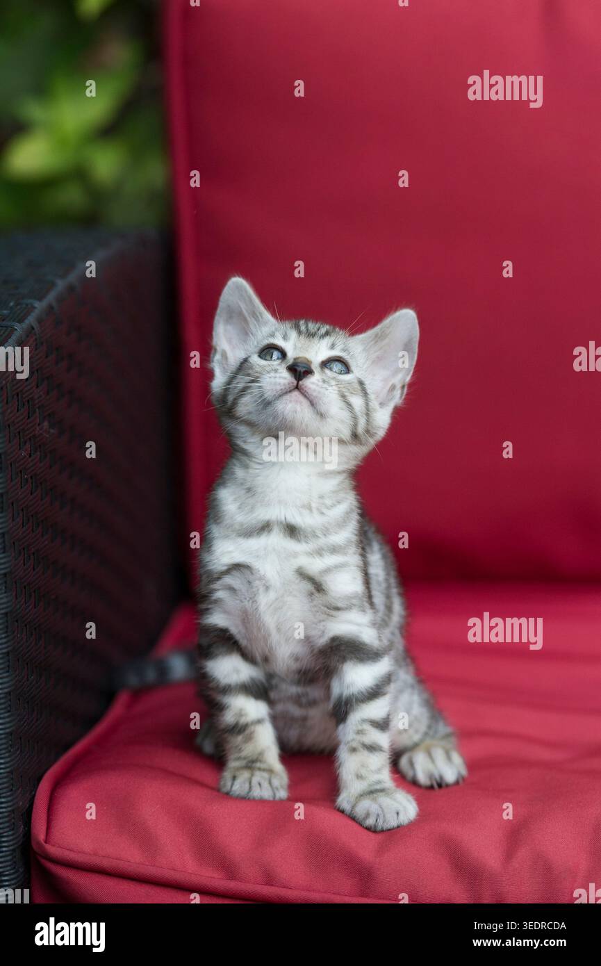 Gattino del Bengala seduto sulla poltrona del giardino Foto Stock