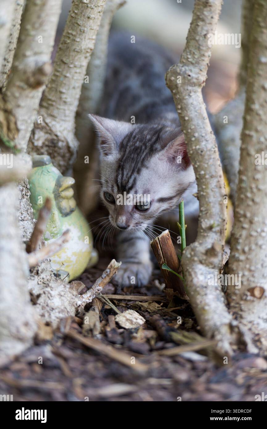 Il gattino del Bengala esplora il giardino Foto Stock