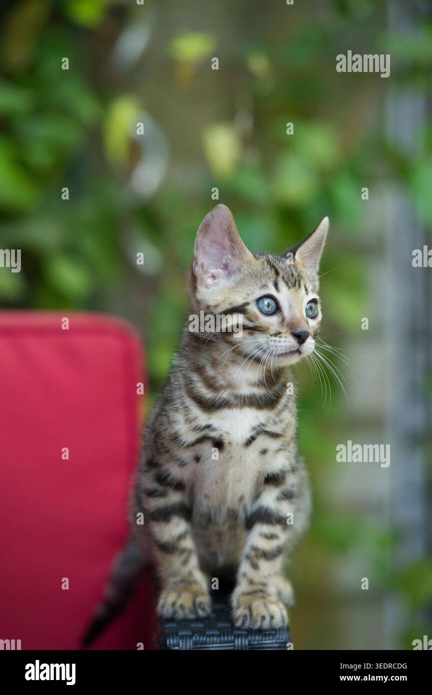 Gattino del Bengala sulla terrazza Foto Stock