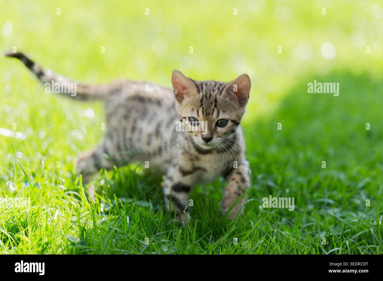 Gattino del Bengala sul prato soleggiato del giardino Foto Stock