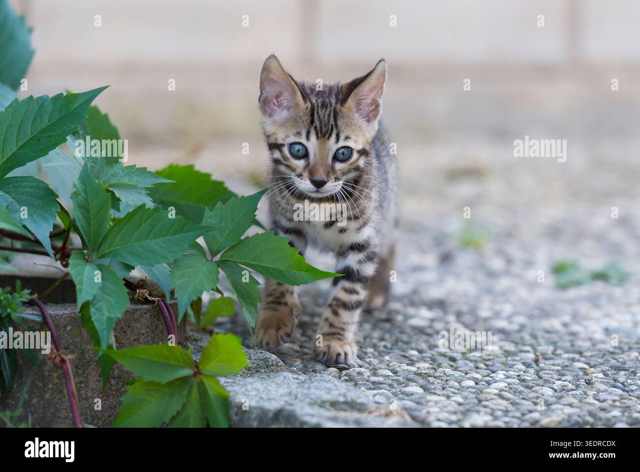 Gattino del Bengala sulla terrazza Foto Stock