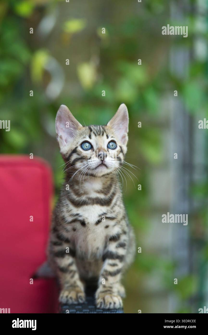 Gattino del Bengala sulla terrazza Foto Stock
