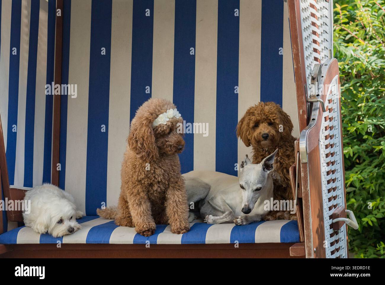Quattro razze di cani su una sedia da spiaggia Foto Stock
