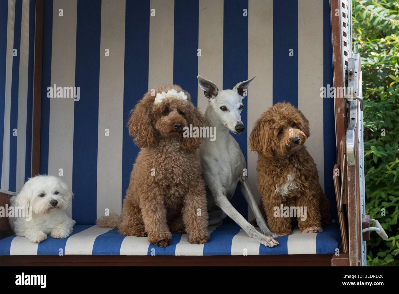 Quattro razze di cani in una sedia da spiaggia Foto Stock