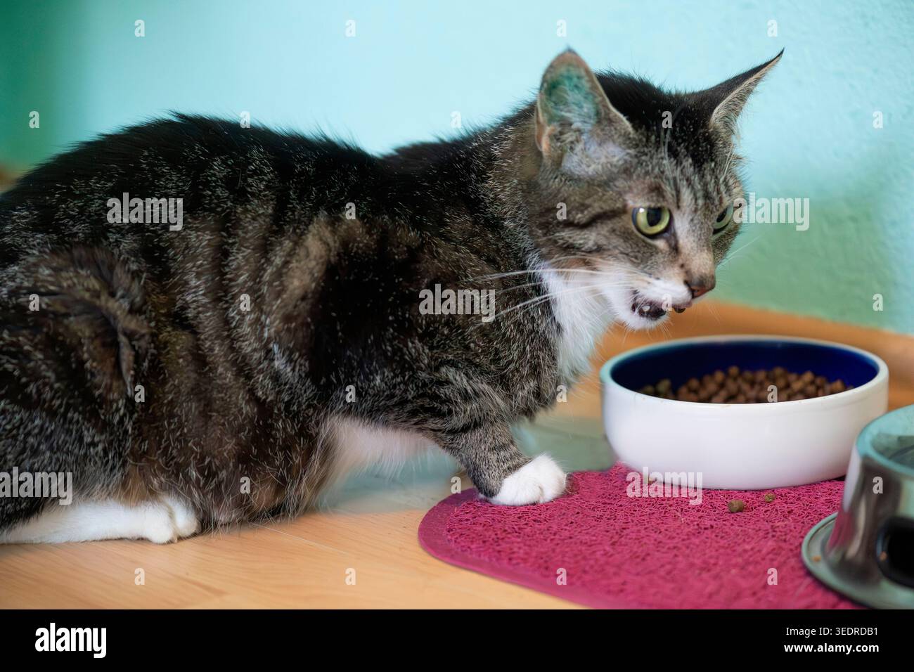 Gatta europea Shorthair nella sua ciotola Foto Stock