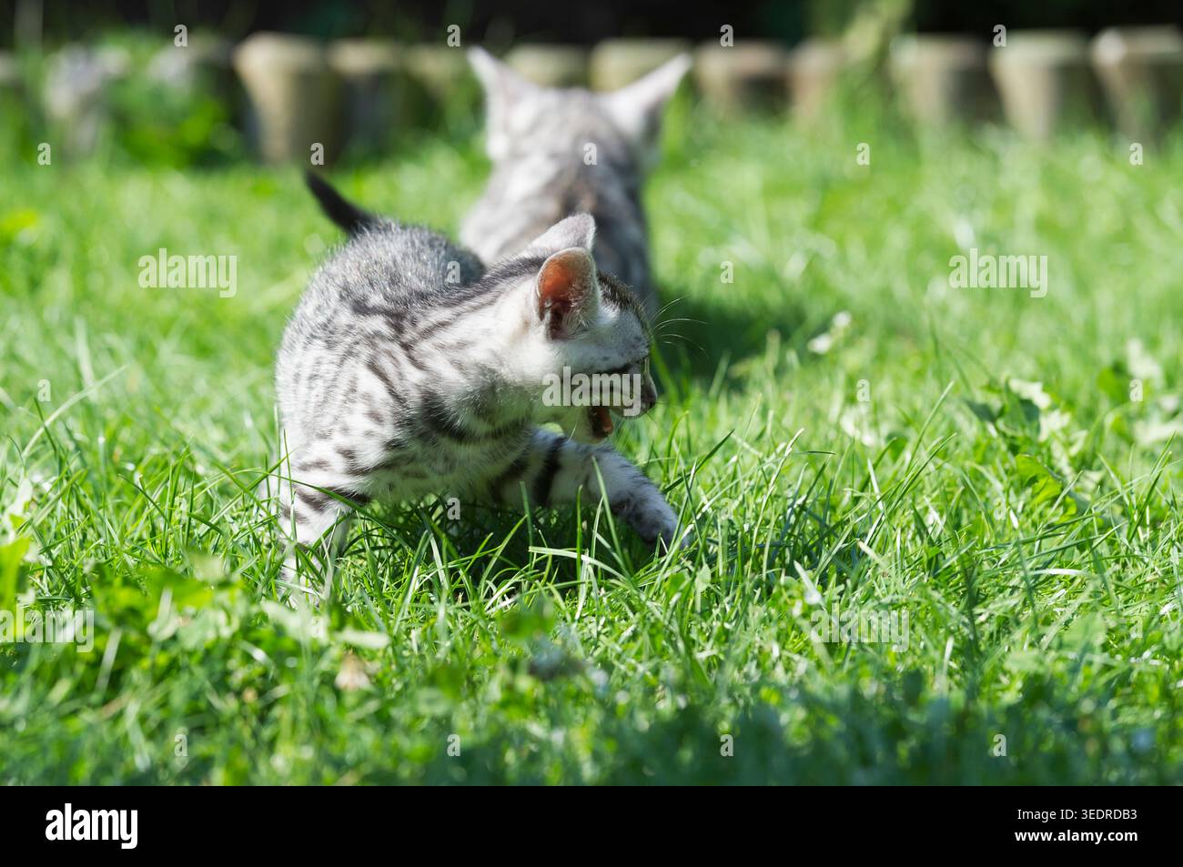 Gattino del Bengala sul prato del giardino Foto Stock