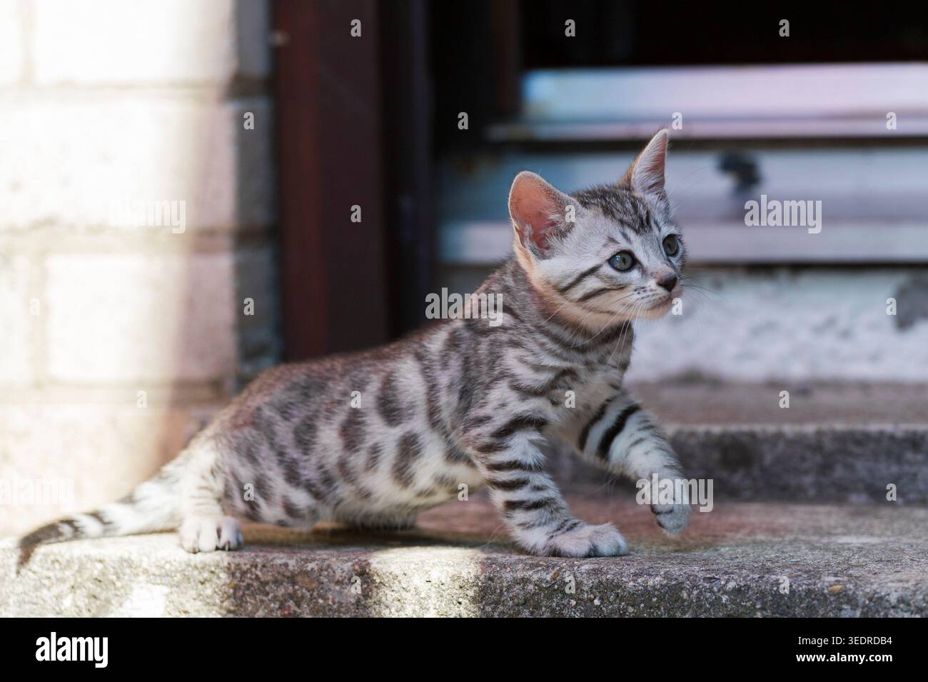 Gattino del Bengala sulle scale che portano all'ingresso della casa Foto Stock