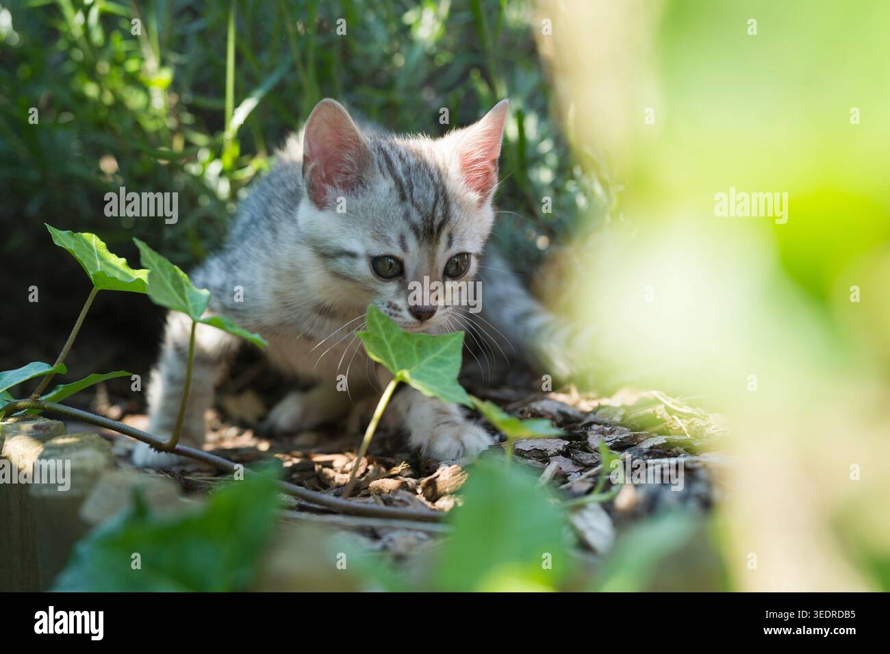 Il gattino del Bengala esplora il giardino Foto Stock
