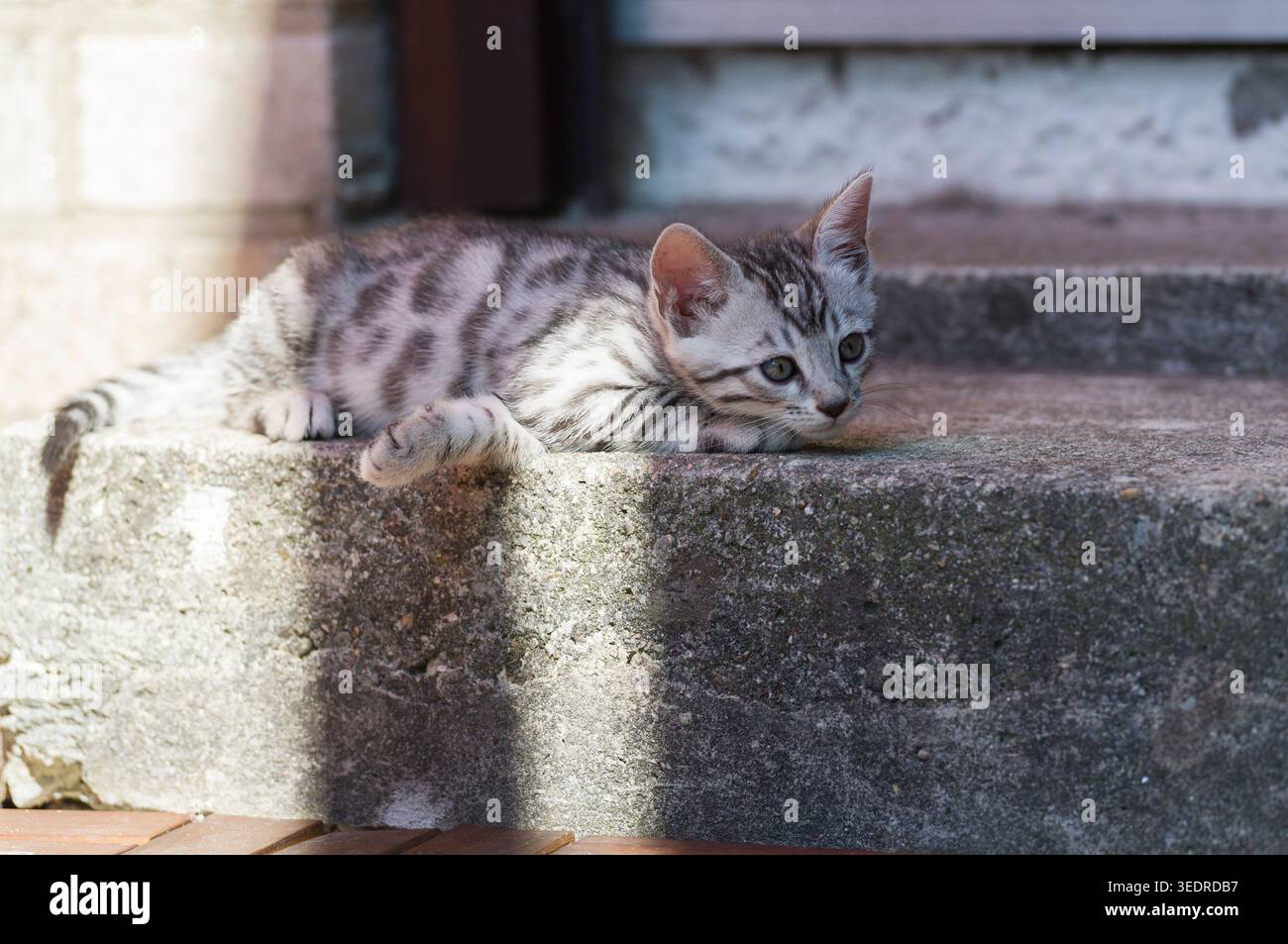Gattino del Bengala sulla terrazza Foto Stock
