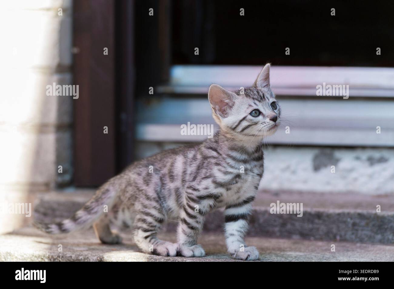 Gattino del Bengala sulle scale che portano all'ingresso della casa Foto Stock