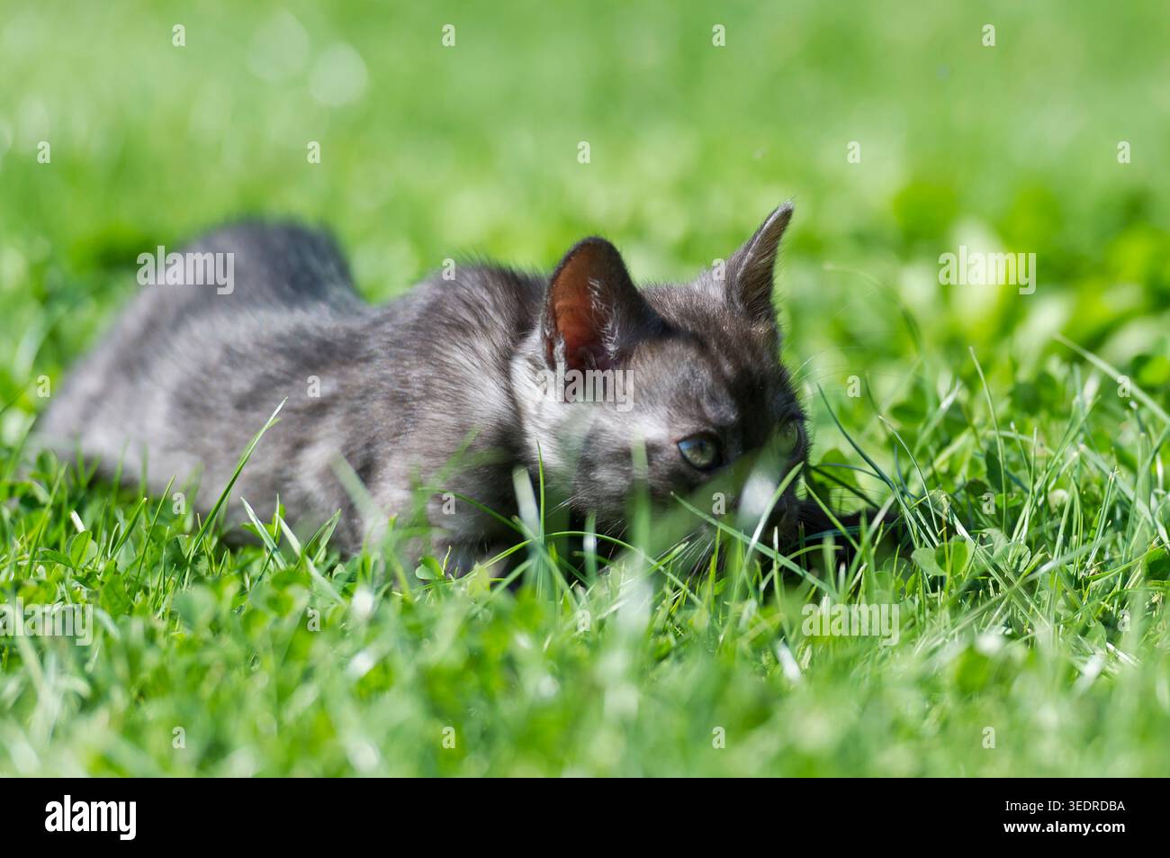 Gattino del Bengala sul prato del giardino Foto Stock