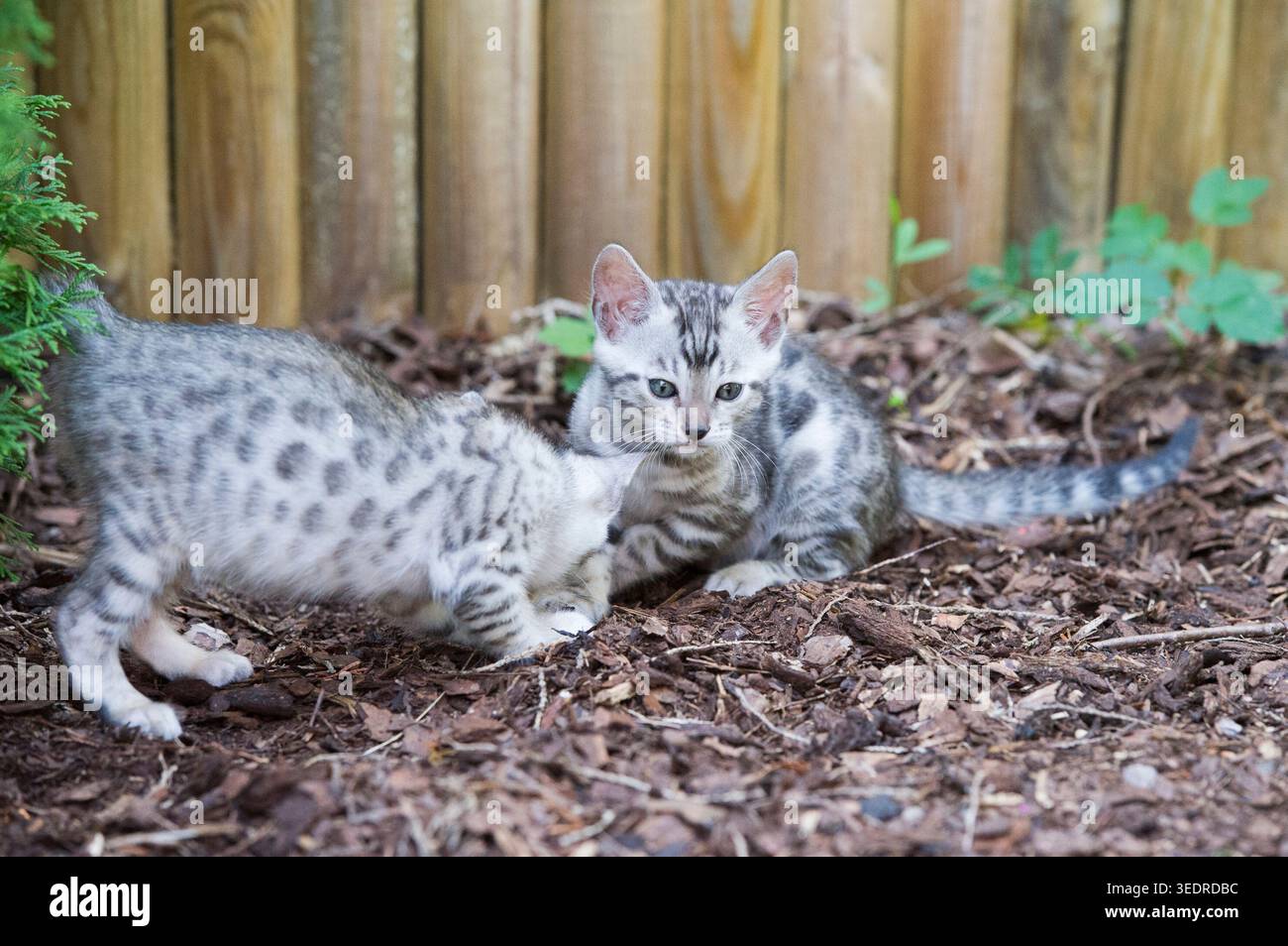 Gattini del Bengala che giocano in giardino Foto Stock