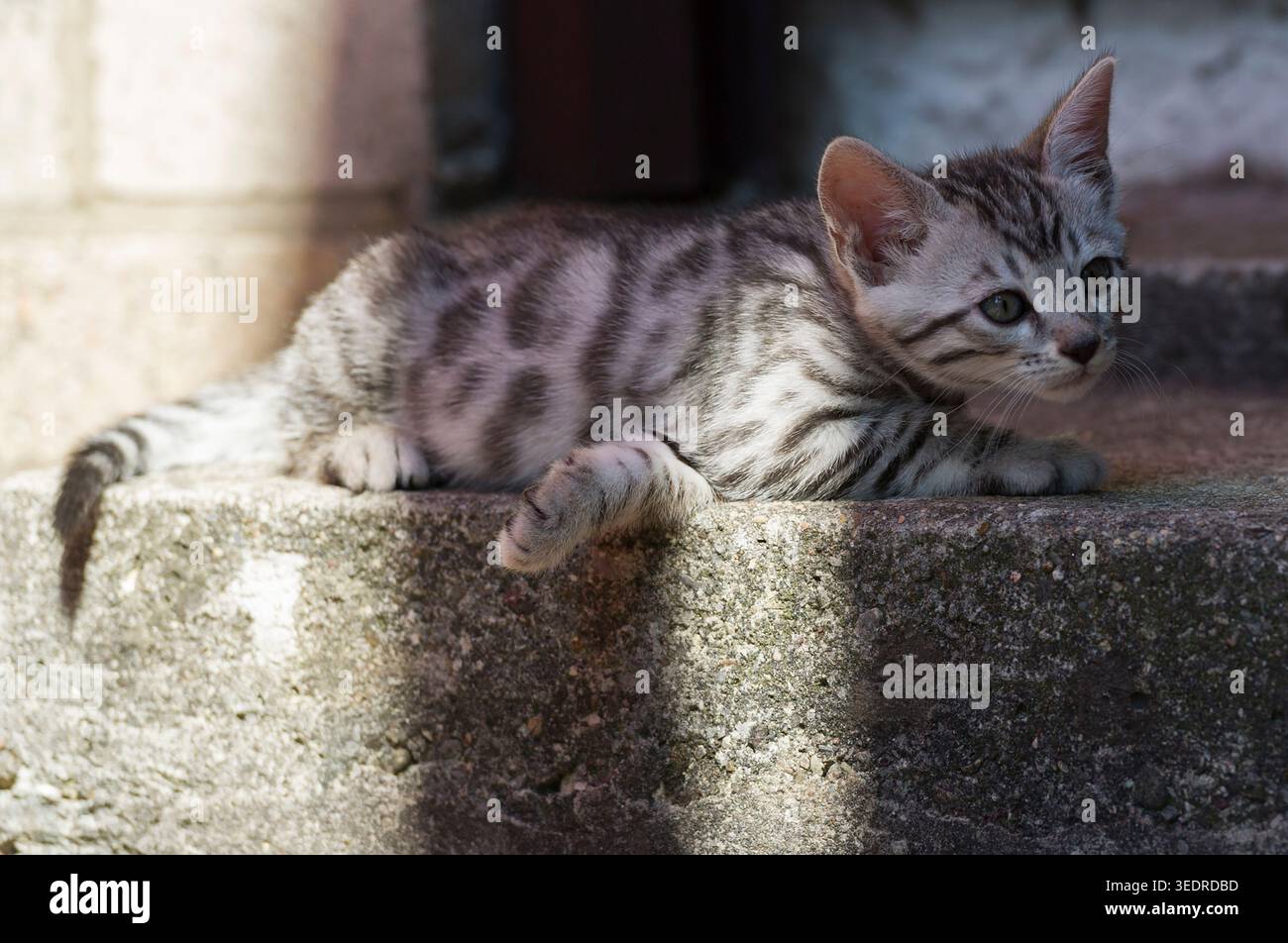 Gattino del Bengala sulle scale che portano all'ingresso della casa Foto Stock