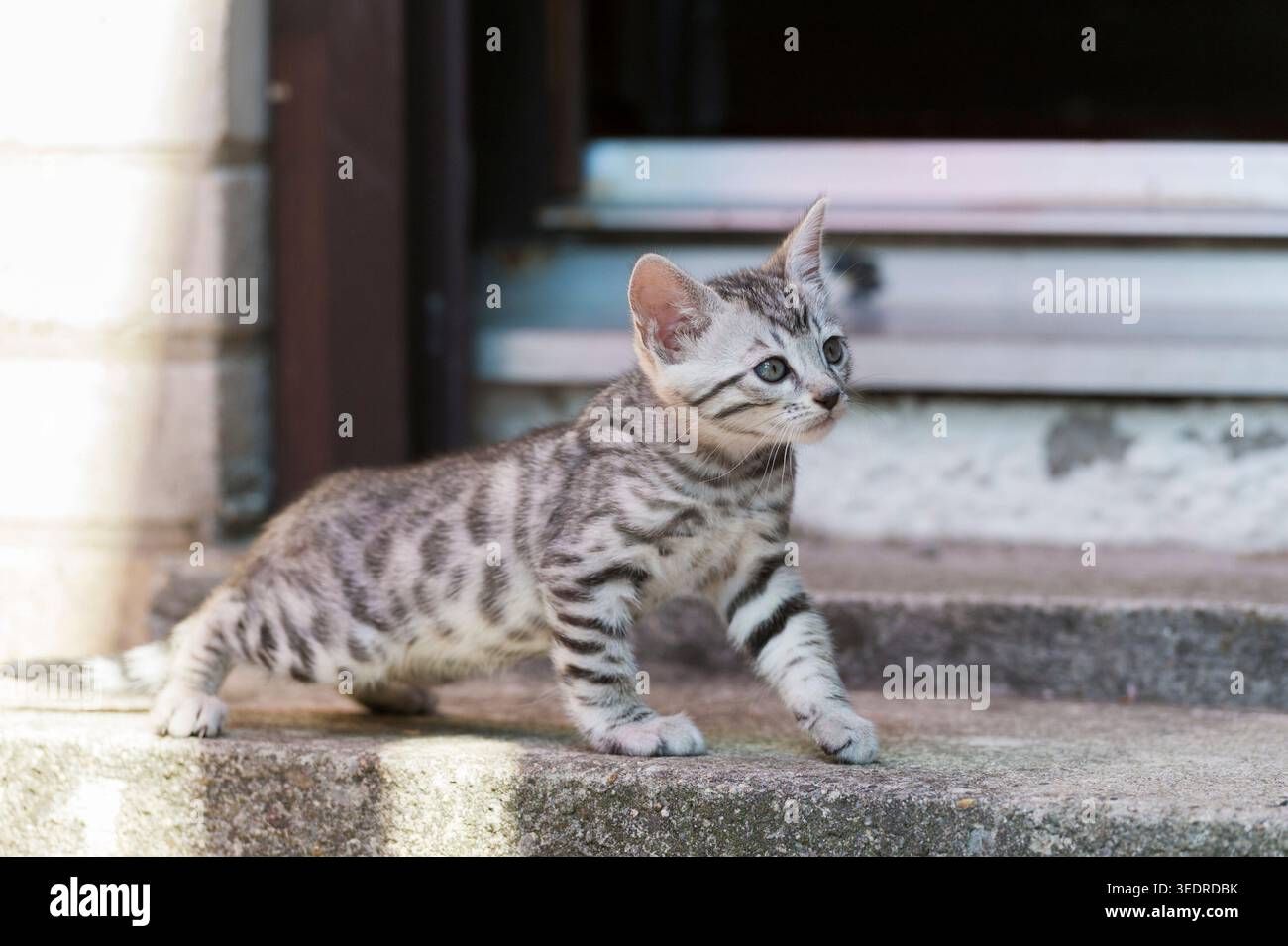 Gattino del Bengala sulle scale che portano all'ingresso della casa Foto Stock