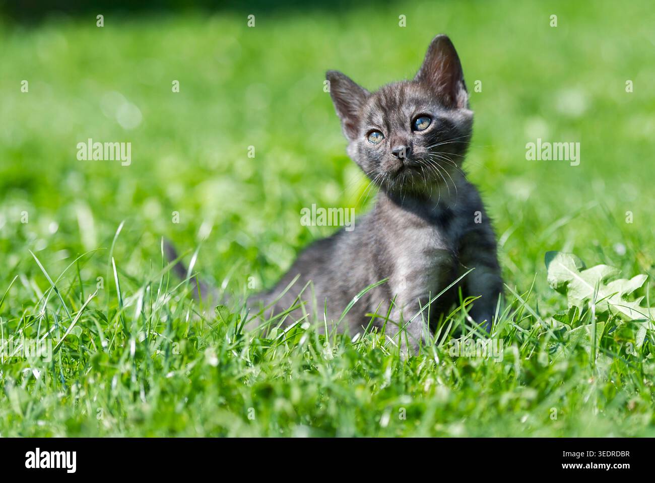 Gattino del Bengala sul prato del giardino Foto Stock