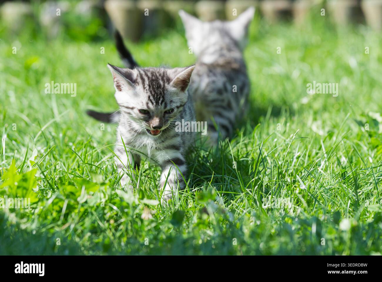 Gattino del Bengala sul prato del giardino Foto Stock