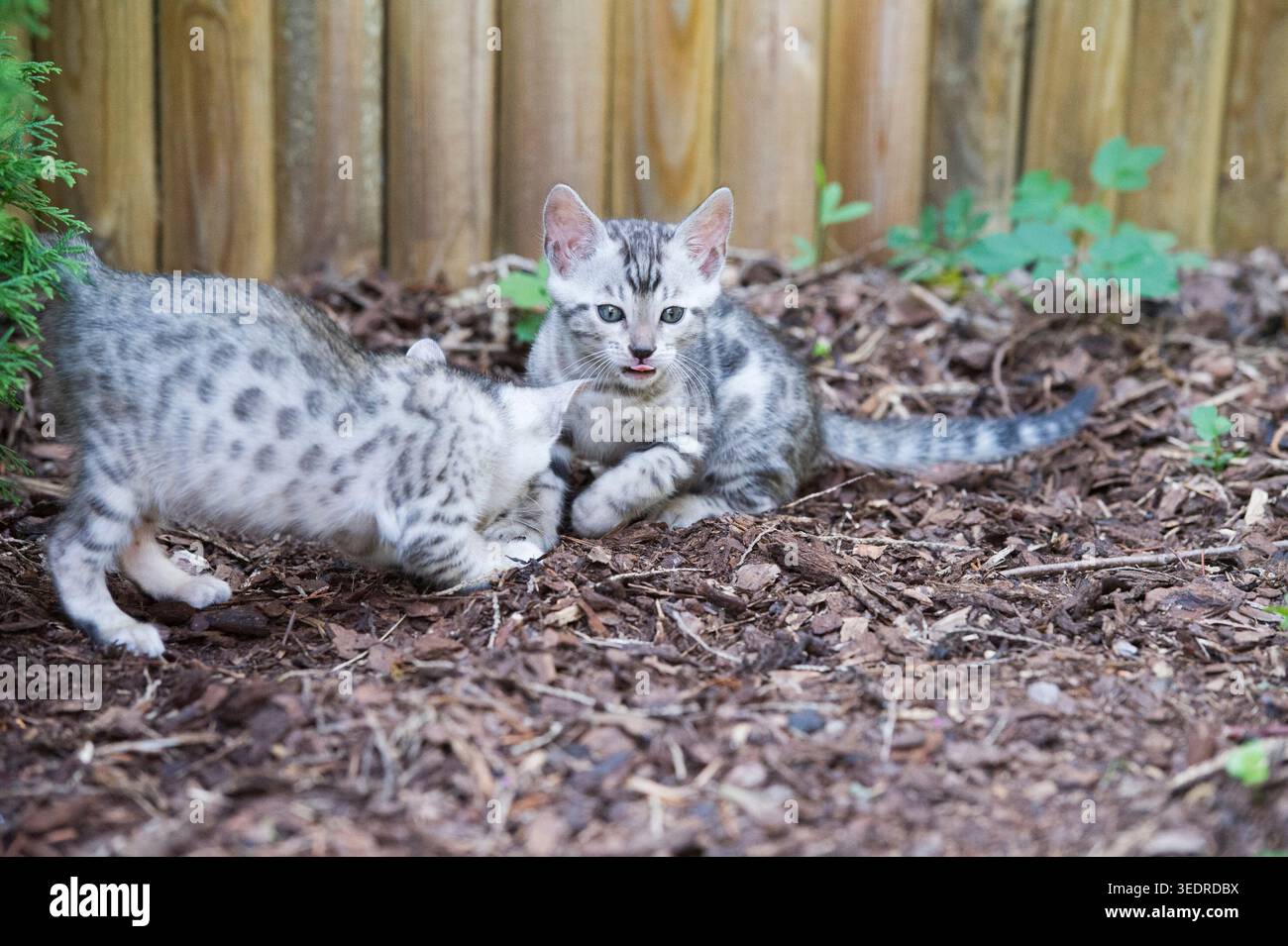 Gattini del Bengala che giocano in giardino Foto Stock