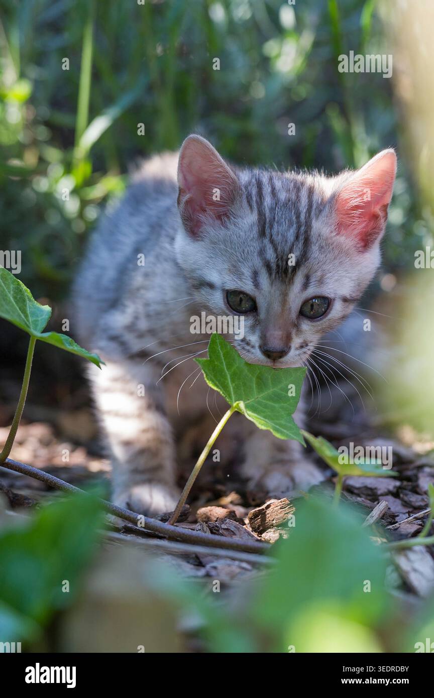 Gattini del Bengala in giardino Foto Stock