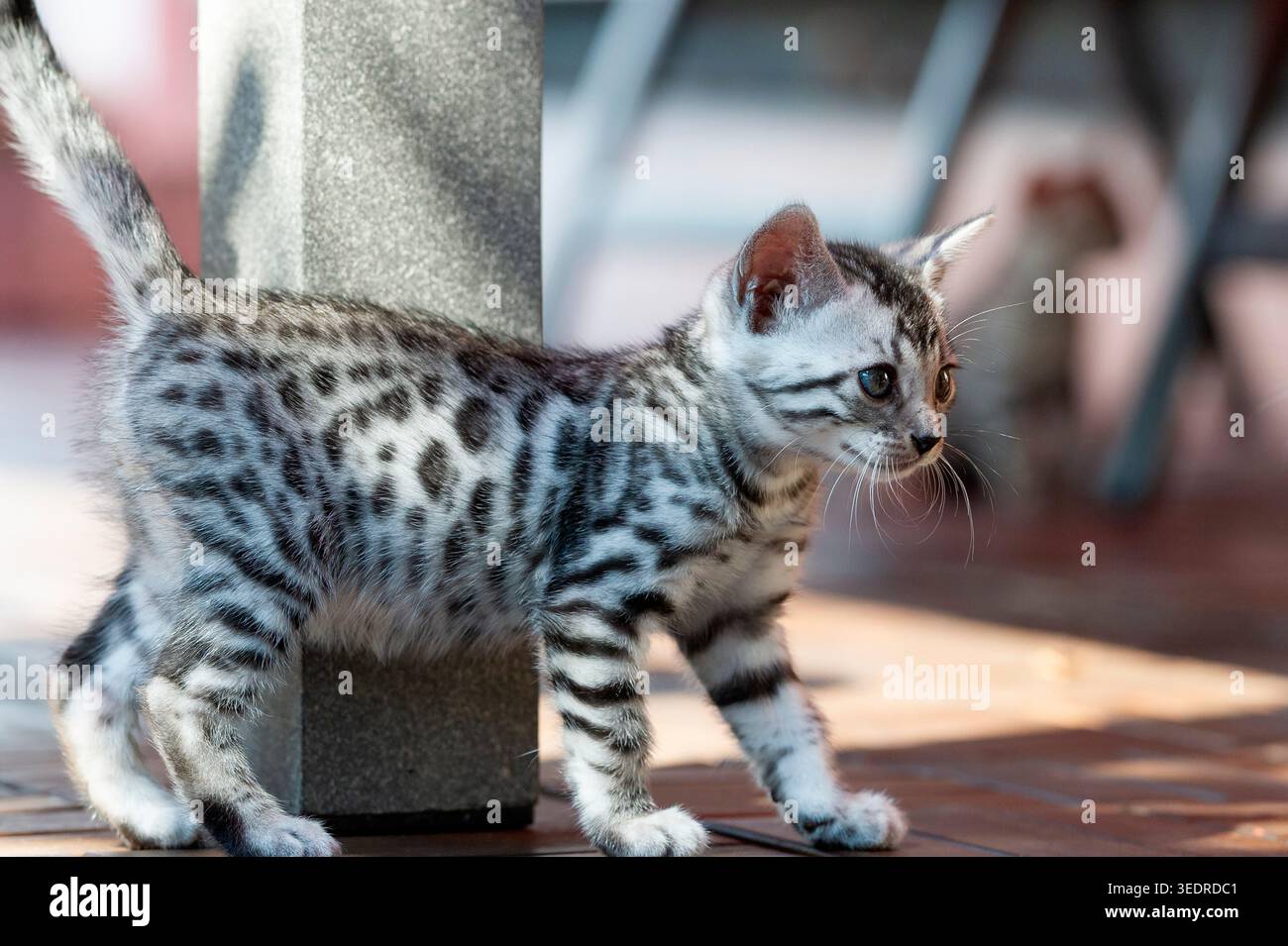 Gattino del Bengala sulla terrazza Foto Stock