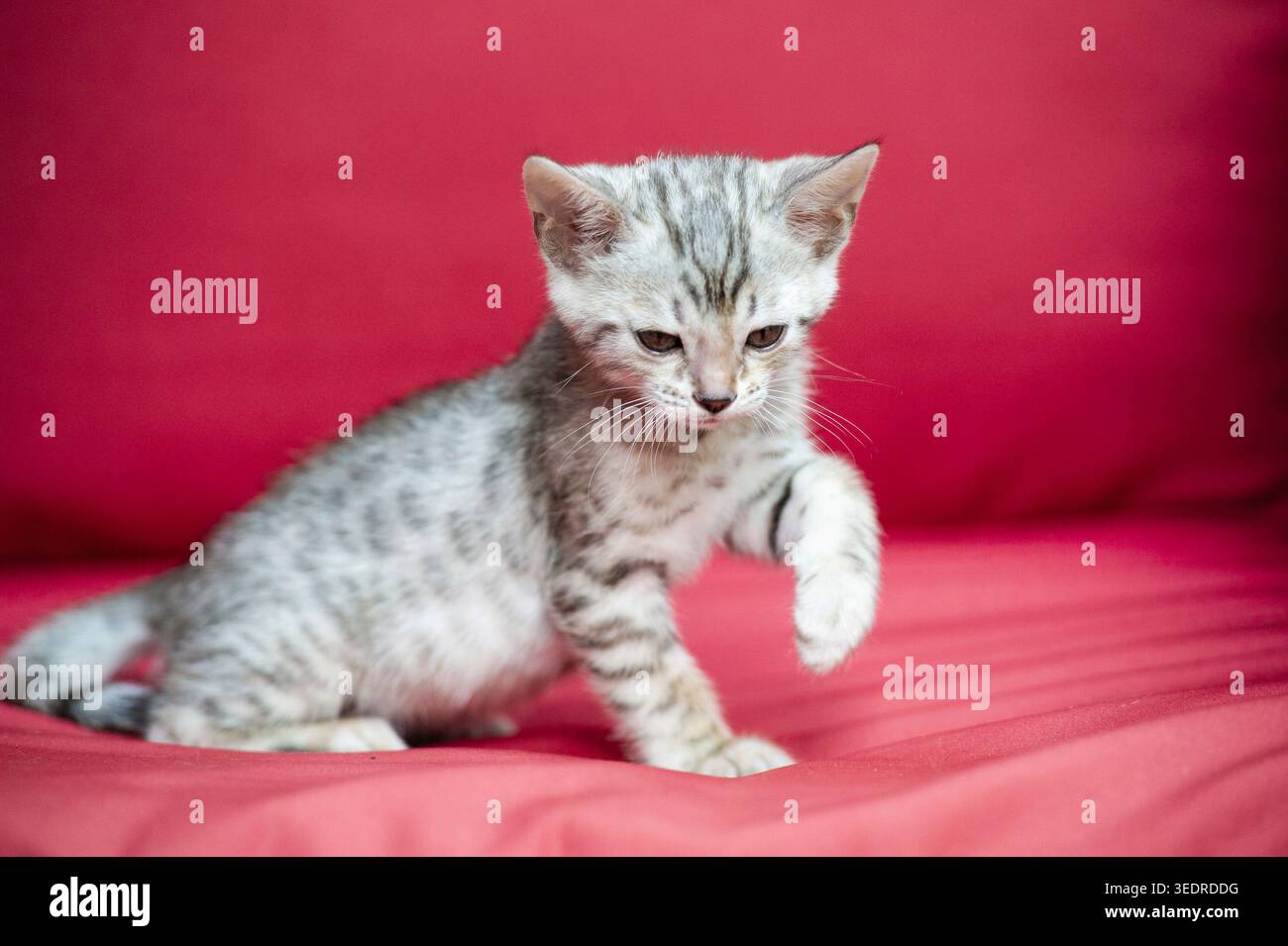 Gattino del Bengala seduto sulla poltrona del giardino Foto Stock