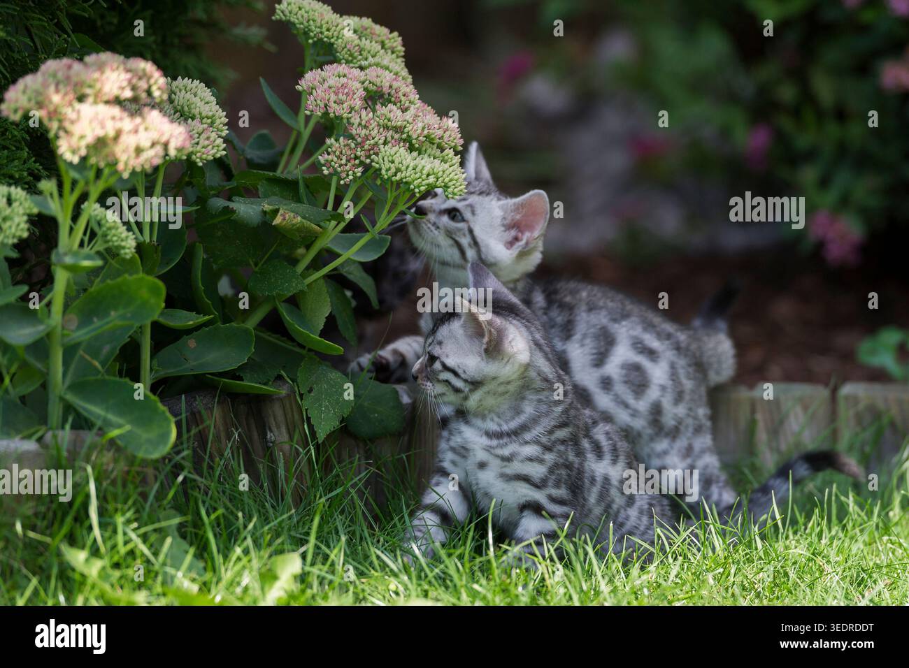 Il gattino del Bengala esplora il giardino Foto Stock